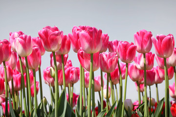 Pink Tulip flowers against grey sky background