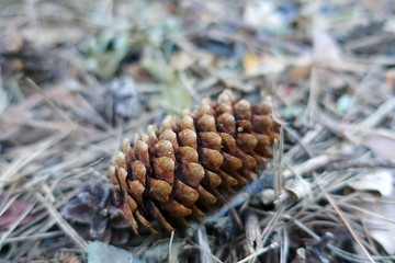 Cone