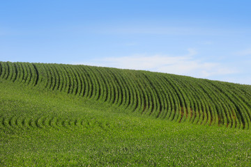 Fototapeta na wymiar Wheat fields in Washington state against blue sky.