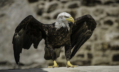 Bald Eagle in Church Window