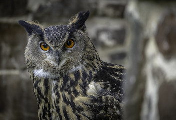 European Eagle Owl