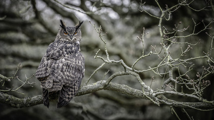 European Eagle Owl 2