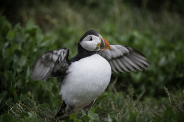 Farne Island Puffin 3