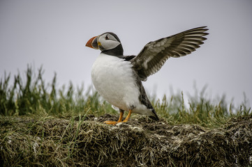 Farne Island Puffin 2