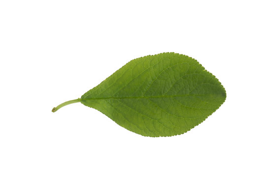 Common Plum (Prunus domestica) leaf isolated on a white background.