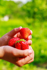 Ripe strawberries in child's hand, outdoors on blurred background