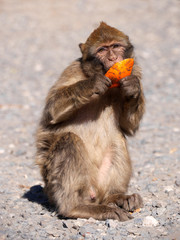Berberaffe im Atlasgebirge in Marokko ißt eine Orange
