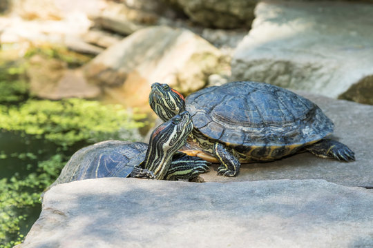 Turtles in the pond