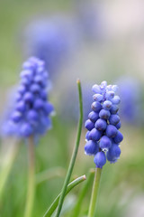 Close up shot of Hyacinth flowers