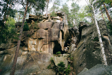 Obraz premium Green Mountain Forest background. Misty pine forest landscape. Travel