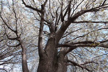 spring bloom on a huge tree