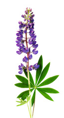 lupine flower with leaves isolate on a white