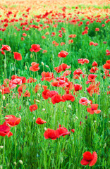meadow with beautiful  red poppy flowers
