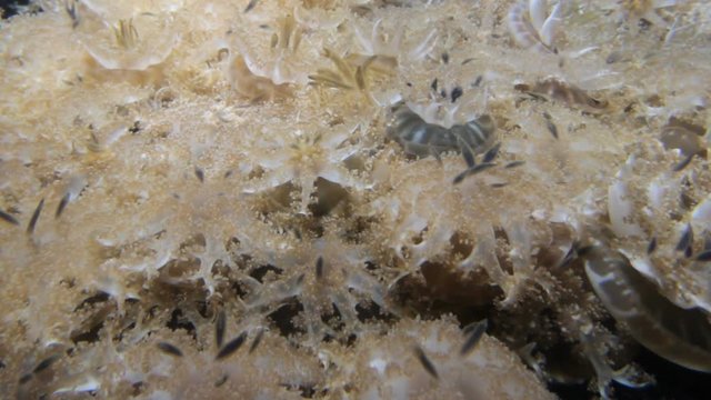 Upside down jellyfish moving with water.