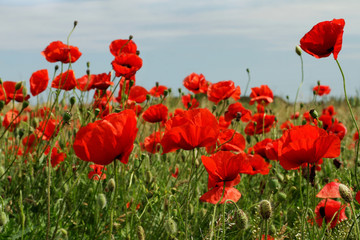 Fototapeta premium Red poppies on blue sky background