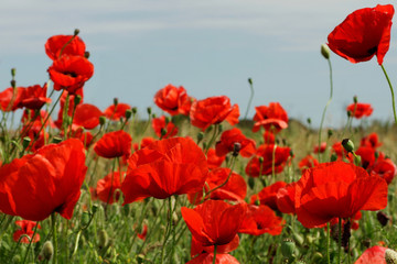 Red poppies in sunny day