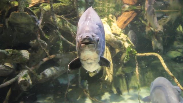 Large flat fish looking head on and moving mouth as if talking.