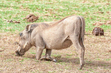 Fototapeta premium Warthog kneeling to graze