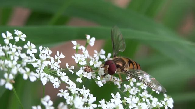 Syrphe butinant une fleur blanche.