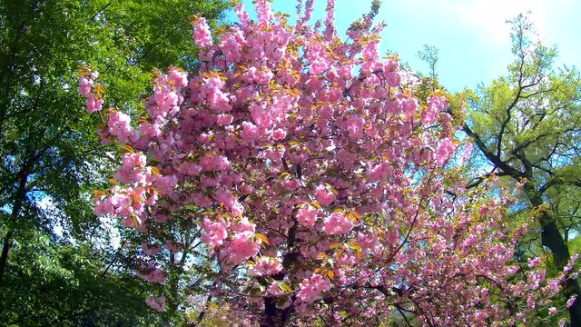 Beautiful flower cherry Blossom or sakura, Sakura Flower or Cherry Blossom With Beautiful Nature Background, cherry blossom in spring time