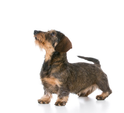 miniature wirehaired dachshund