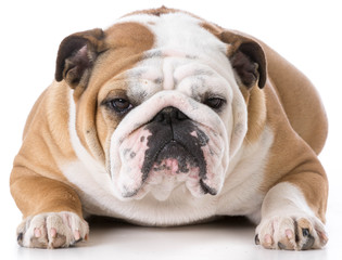 english bulldog female