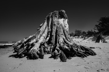 stary pień drzewa na plaży - obrazy, fototapety, plakaty
