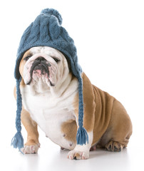 dog wearing a winter hat