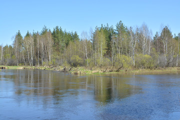 Obraz premium . Spring on the forest river.