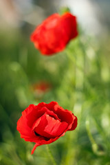 Obraz premium Red poppy flowers on the field with blurred background