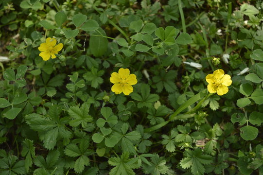 Potentilla reptans - plant of Rosaceae family, creeping stems, single beautiful yellow flowers