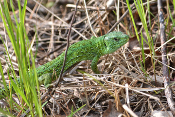 Sand lizard (Lacerta agilis).