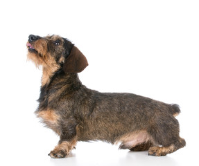 miniature wirehaired dachshund