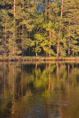 The pine forest edge.