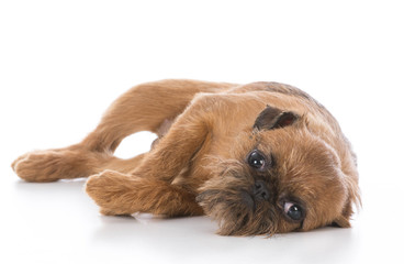 brussels griffon puppy