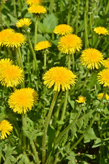 Dandelions in the spring meadow.