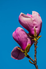 magnolia flowers