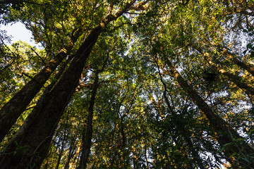 Tropical Rainforest Landscape, Thailand, Asia