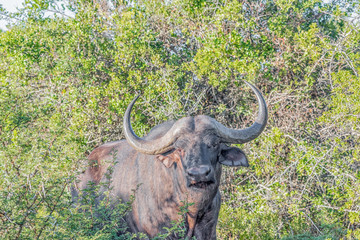 Obraz premium Cape Buffalo looking towards the camera