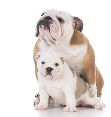 Obraz premium mother and daughter dogs