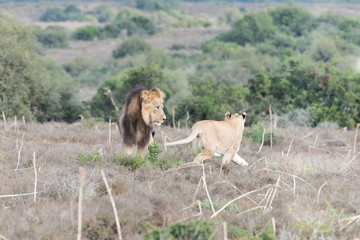 Naklejka na ściany i meble Male and female lions interacting