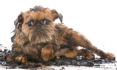 dirty muddy dog