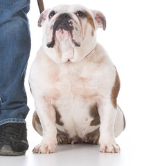 Obraz premium dog obedience training