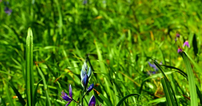 4K Field of Common Camas, Camassia Quamash during the Spring