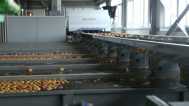 Apples on a sorting table in a warehouse