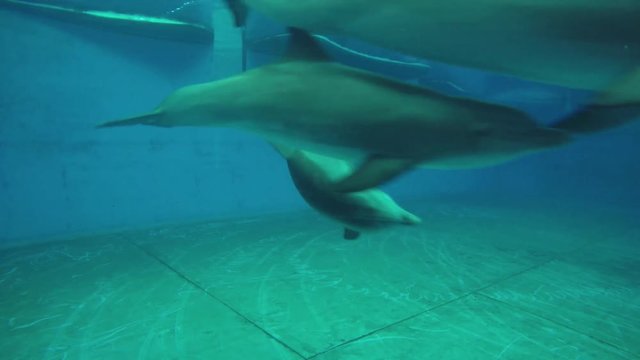 Dolphins swimming underwater in large tank.