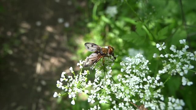 Mouche butinant des petites fleurs blanches.