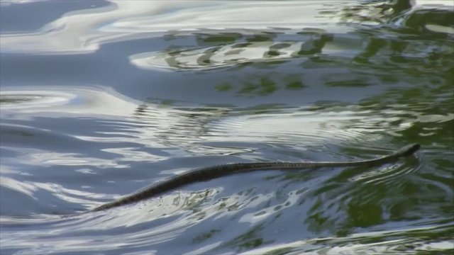snake floats on the water surface .