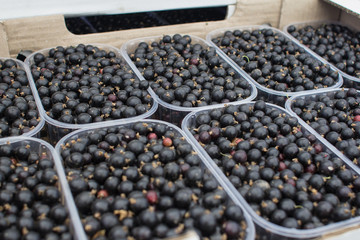 harvest of black currant