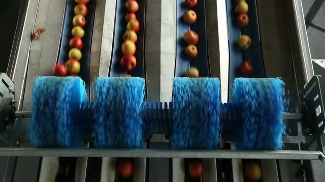 Apples on a sorting table in a warehouse